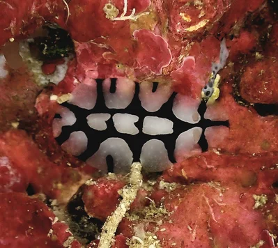 Phyllidiopsis dautzenbergi - GG57+MF2, Dahab, Zuidelijke Sinaï 8772464, Egypte
