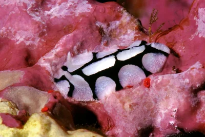 Phyllidiopsis dautzenbergi - Makadi, Egypt