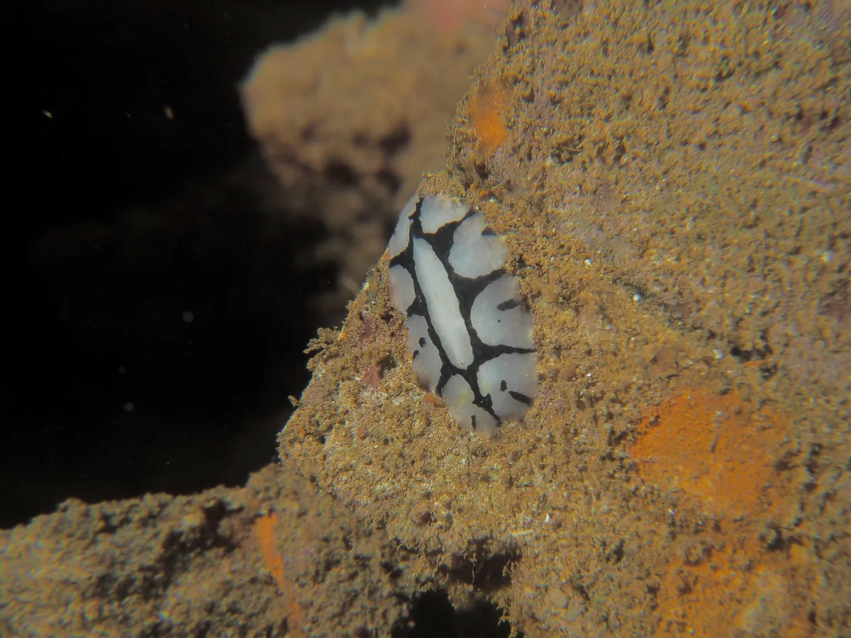 Phyllidiopsis dautzenbergi - Al-Ghurdaqah 2, EG-BA, EG