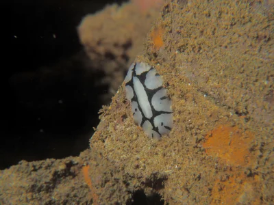 Phyllidiopsis dautzenbergi - Al-Ghurdaqah 2, EG-BA, EG