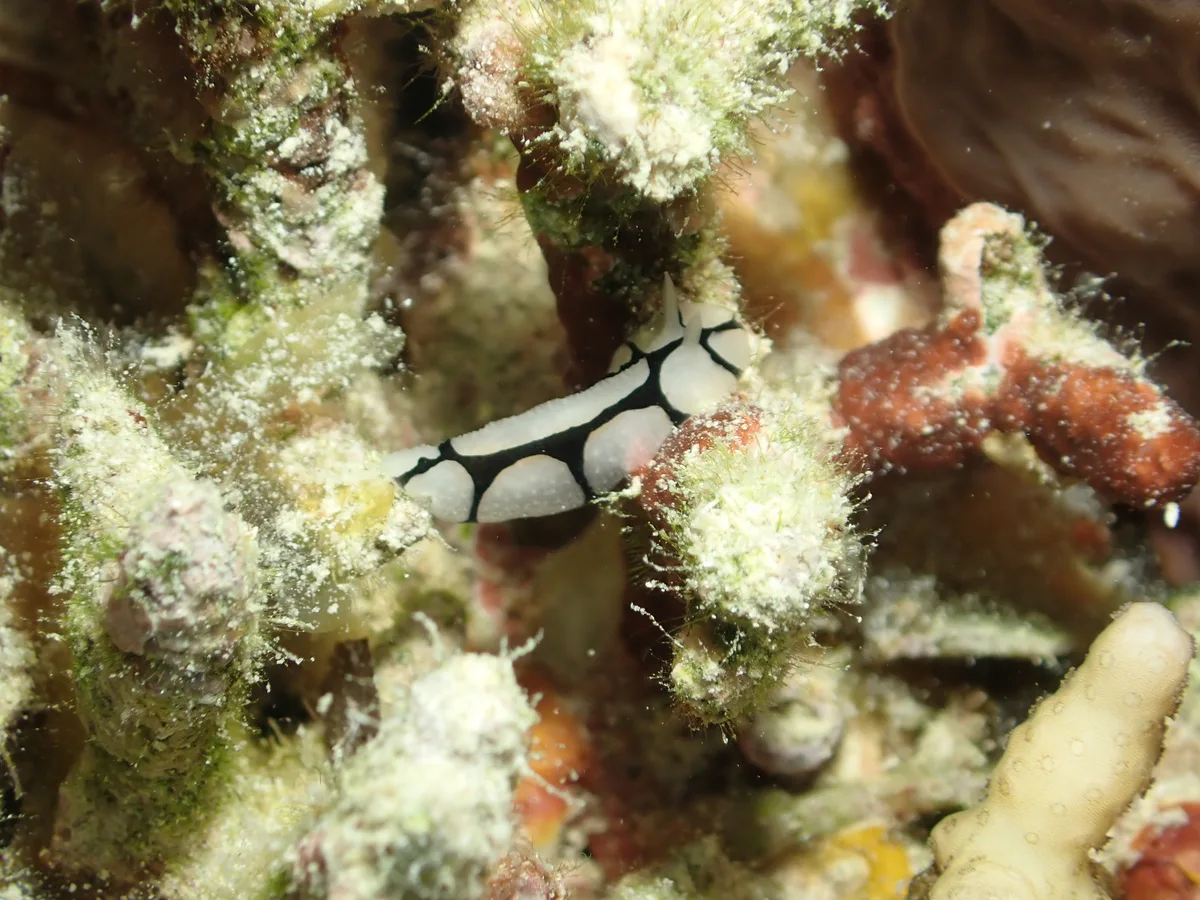 Phyllidiopsis dautzenbergi - Hurghada, Red Sea Governorate, Egypt