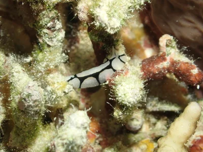 Phyllidiopsis dautzenbergi - Hurghada, Red Sea Governorate, Egypt
