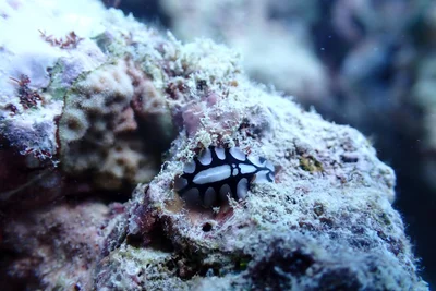 Phyllidiopsis dautzenbergi - Indian Ocean, Mecca, SA