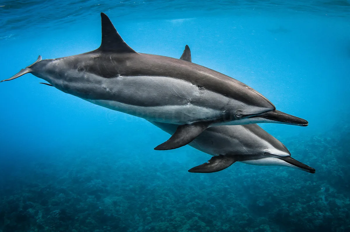Spinner Dolphin