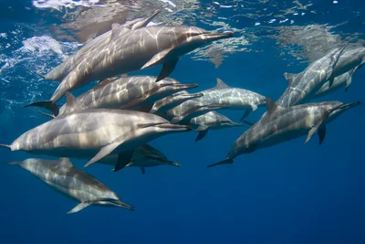 Hawaiian Spinner Dolphins (stenella longirostris)