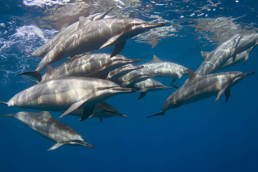 Hawaiian Spinner Dolphins (stenella longirostris)