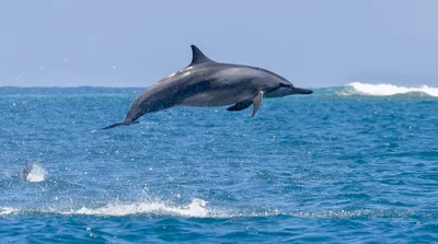 Spinner Dolphin (Stenella longirostris)
