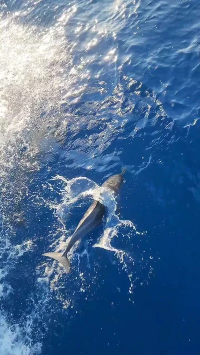 Spinner Dolphin