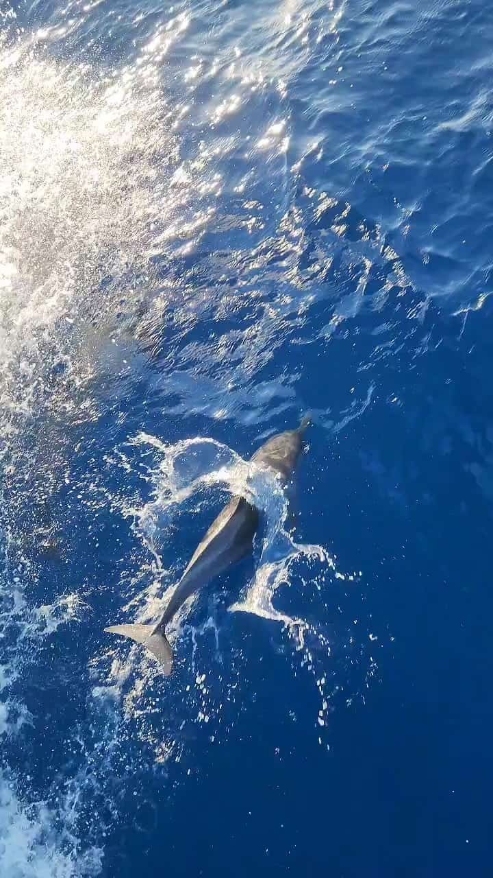 Spinner Dolphin