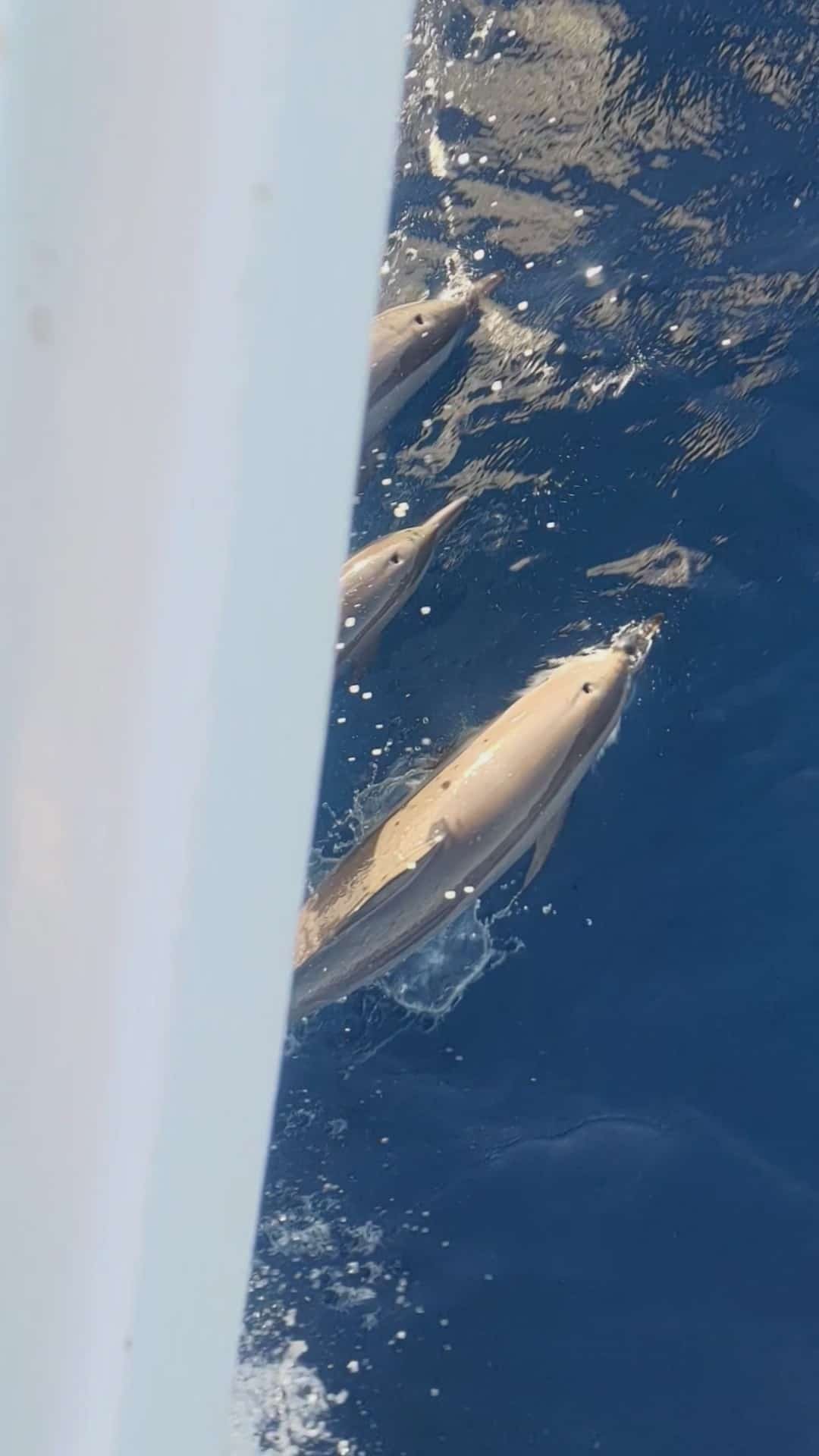 Spinner Dolphin