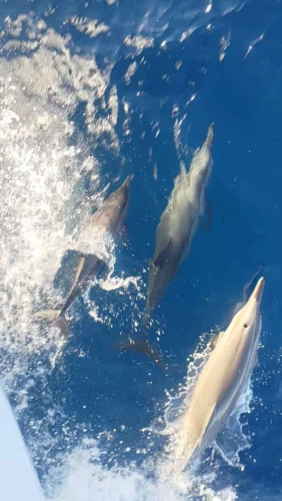 Spinner Dolphin