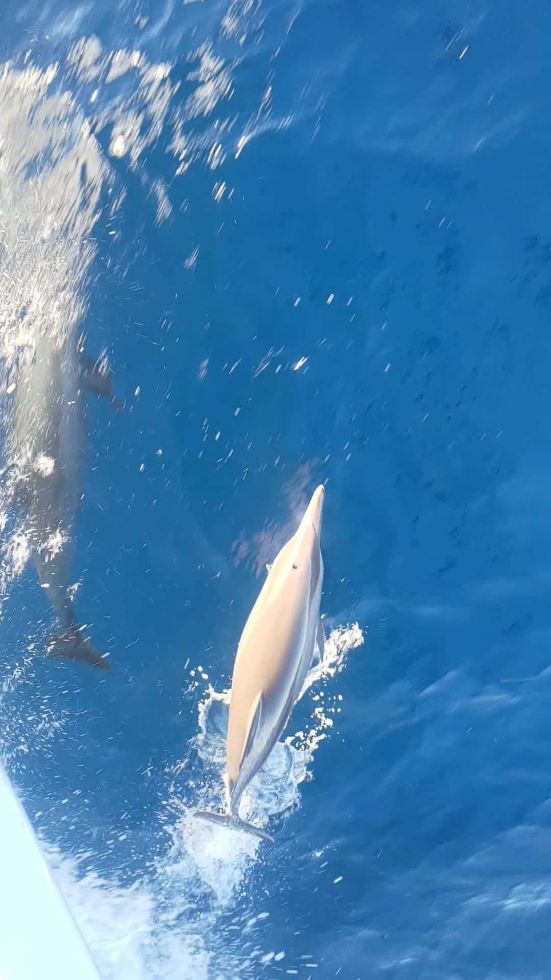 Spinner Dolphin