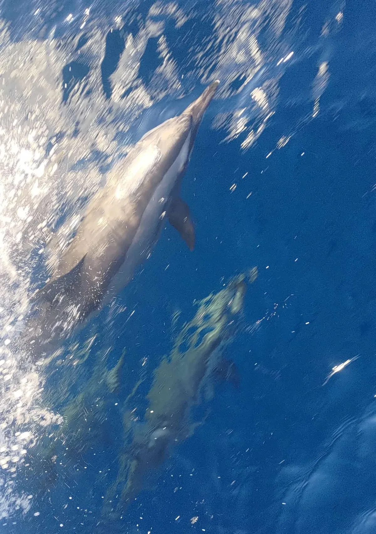 Spinner Dolphin