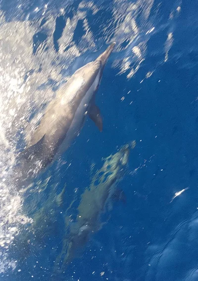 Spinner Dolphin