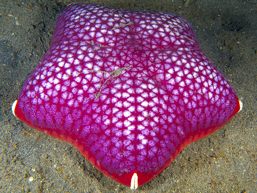 Culcita schmideliana