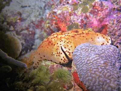 Culcita schmideliana