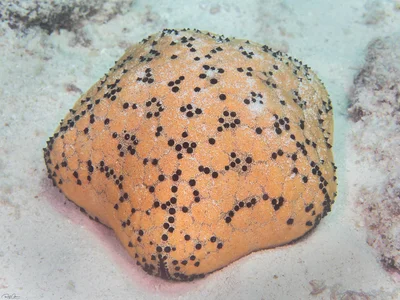Spiny Cushion Star - Culcita schmideliana