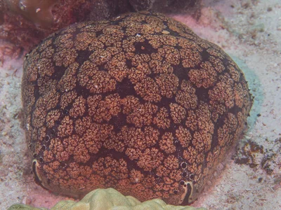 Spiny Cushion Star - Culcita schmideliana