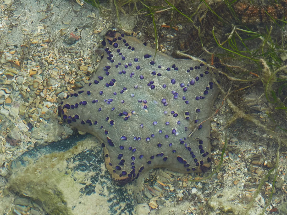 Culcita schmideliana - Sainte Marie, Madagaskar