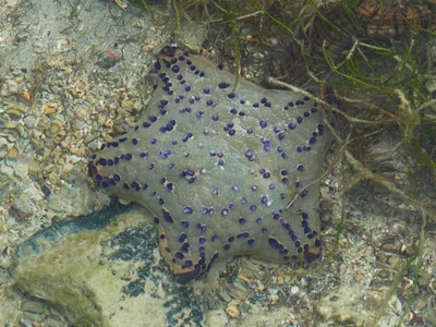 Culcita schmideliana - Sainte Marie, Madagaskar