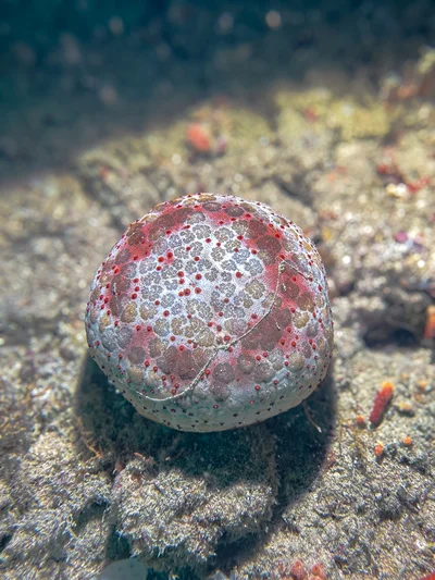 Culcita schmideliana - 5GG2+FJG Malé House Reef, Bus Station, Majeedhee Magu, Majeedhee Magu Rd, Malé, Maldives