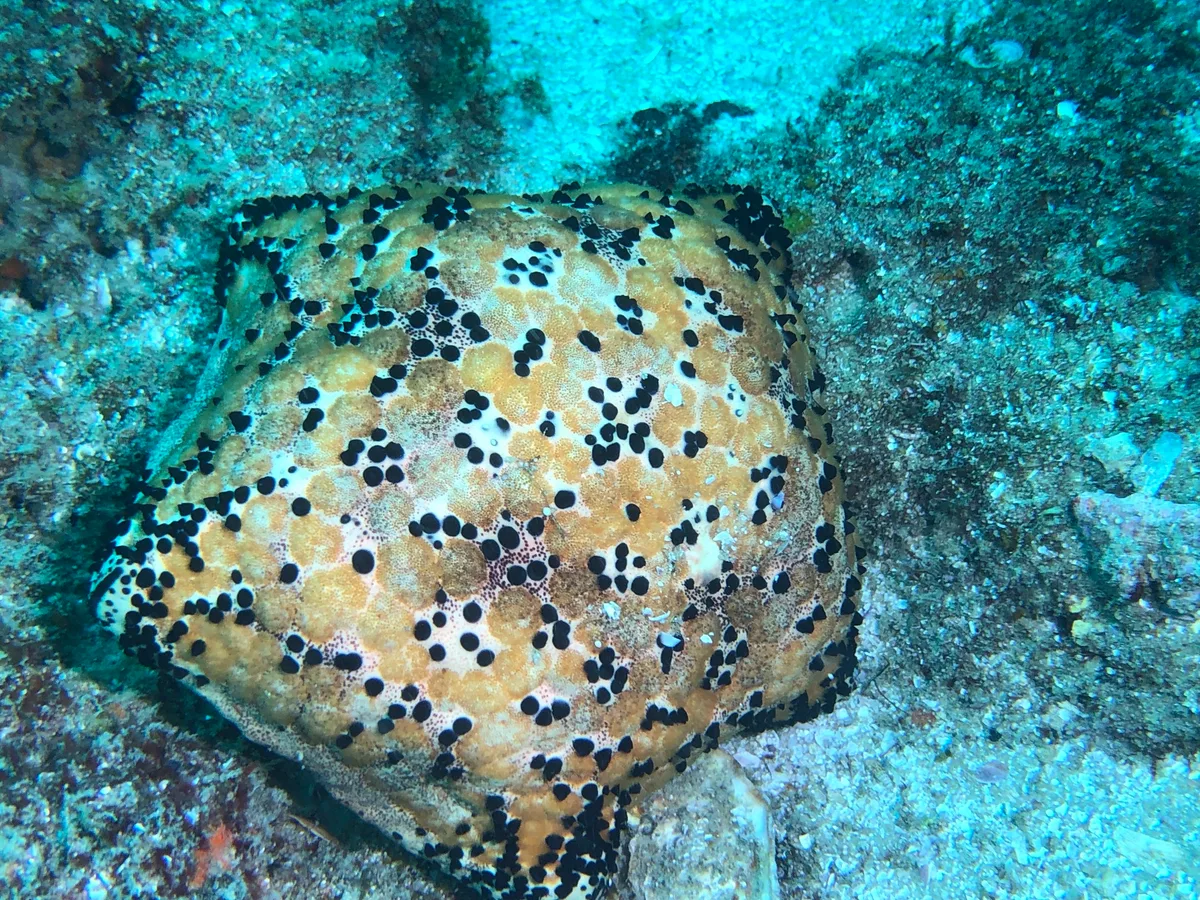 Culcita schmideliana - Indian Ocean, MZ
