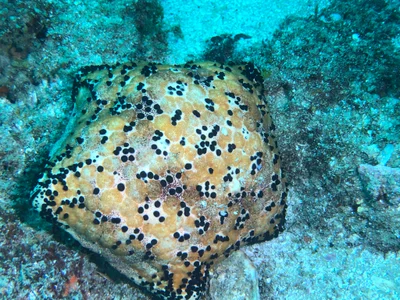 Culcita schmideliana - Indian Ocean, MZ