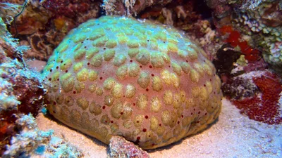 Culcita schmideliana - Embudu, Maldives