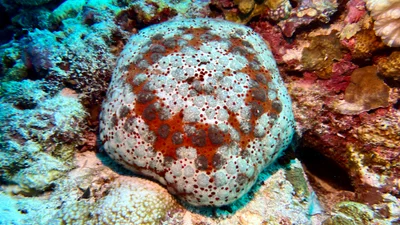 Culcita schmideliana - Embudu, Maldives