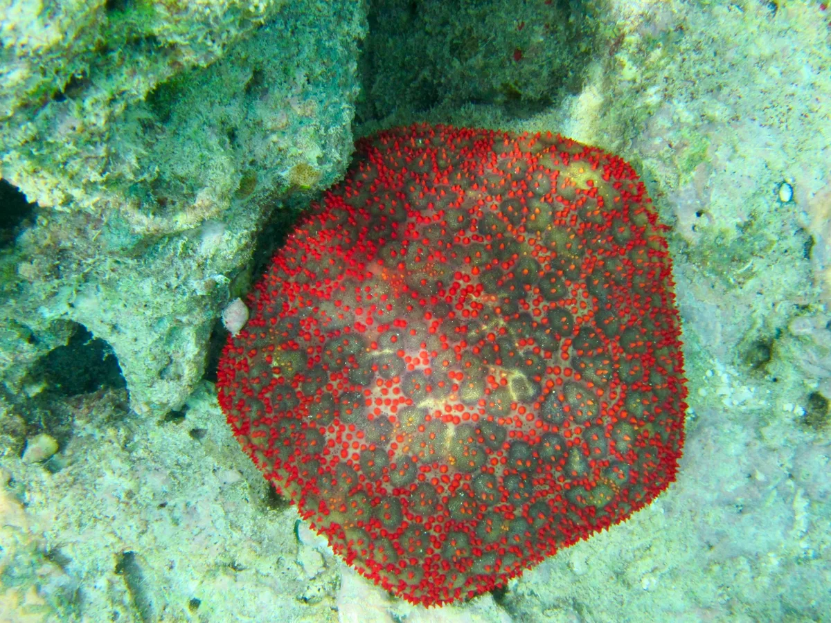 Culcita schmideliana - Embudu, Maldives