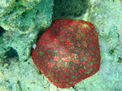 Culcita schmideliana - Embudu, Maldives