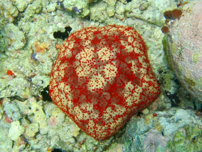 Culcita schmideliana - Embudu, Maldives
