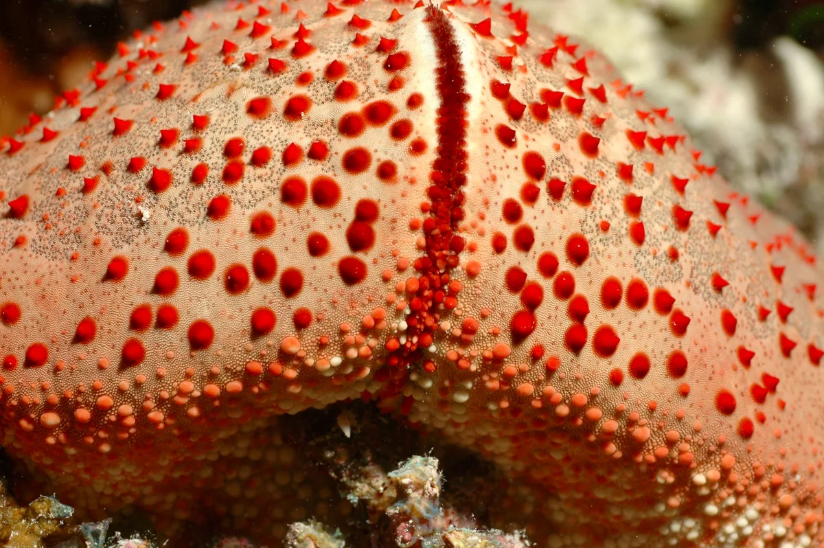 Culcita schmideliana - Embudu, Maldives