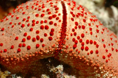 Culcita schmideliana - Embudu, Maldives