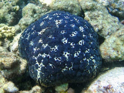 Culcita schmideliana - Embudu, Maldives