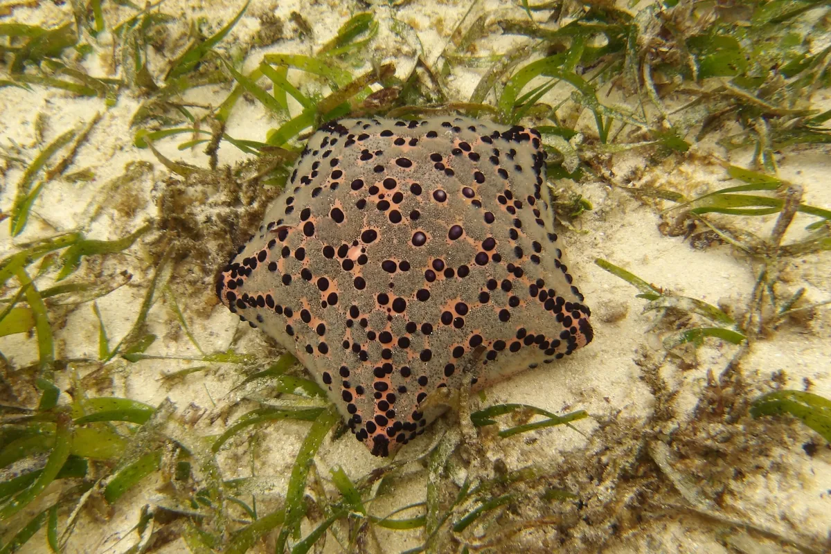 Culcita schmideliana - Diani Beach Road – Ali Barbour’s, Beach Road, Diani Beach, Kenia
