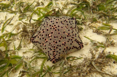 Culcita schmideliana - Diani Beach Road – Ali Barbour’s, Beach Road, Diani Beach, Kenia