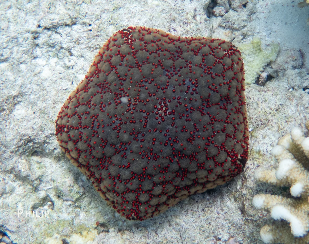 Culcita schmideliana - Gaafu Alifu Atoll, Maldives