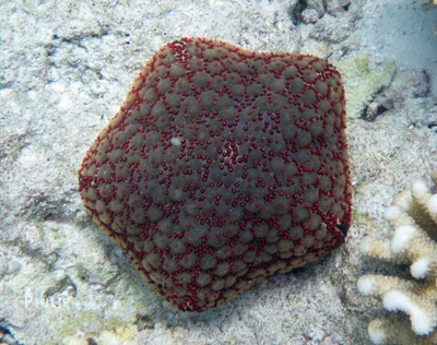 Culcita schmideliana - Gaafu Alifu Atoll, Maldives