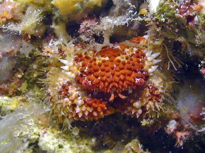 Actaea polyacantha - Kwajalein Atoll, RMI