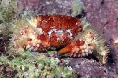 Actaea polyacantha - Kwajalein Atoll, RMI