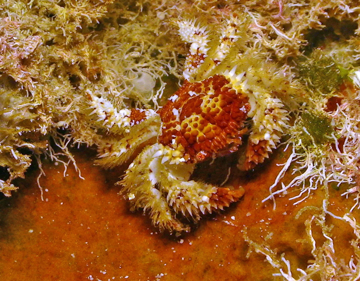 Actaea polyacantha - Kwajalein Atoll, RMI