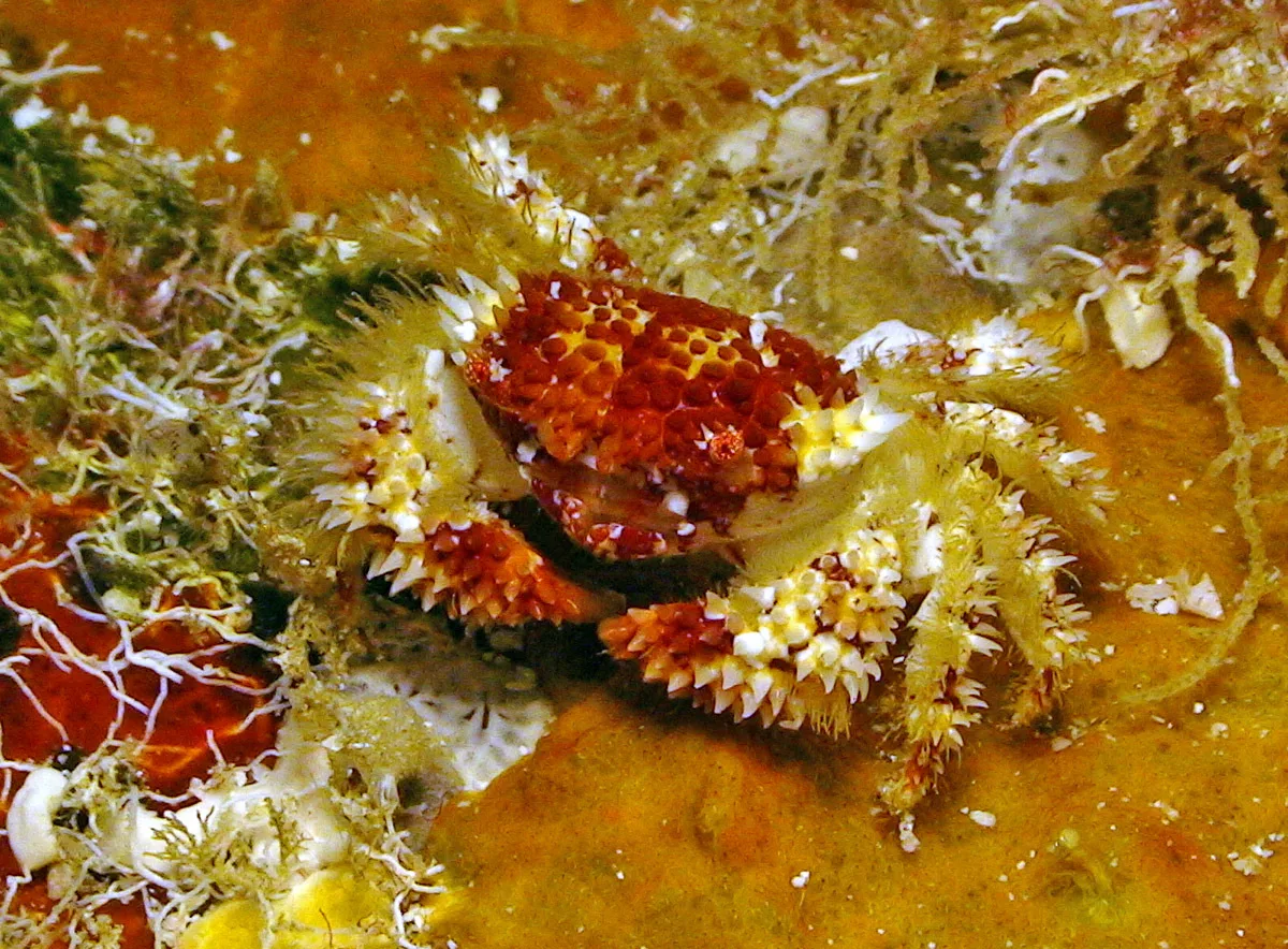 Actaea polyacantha - Kwajalein Atoll, RMI