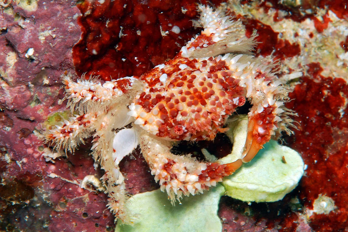 Actaea polyacantha - Kwajalein Atoll, RMI