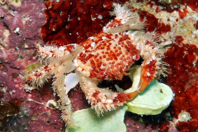 Actaea polyacantha - Kwajalein Atoll, RMI