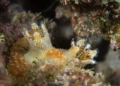 Halocynthia spinosa