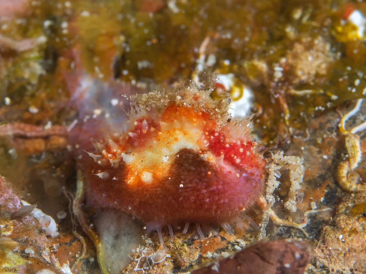 Halocynthia spinosa