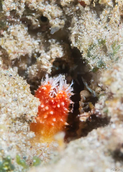 Halocynthia spinosa