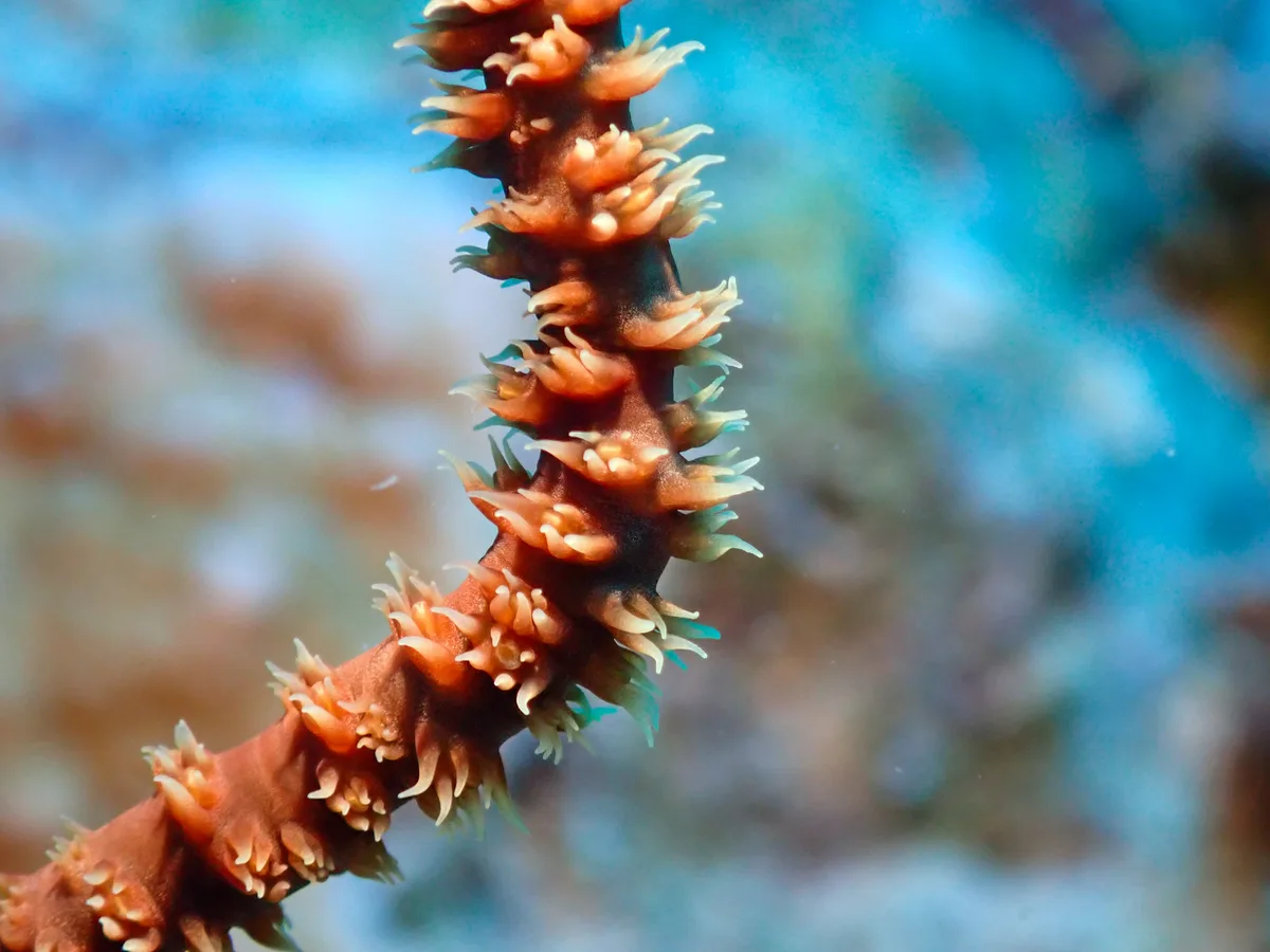 Spiral Wire Coral