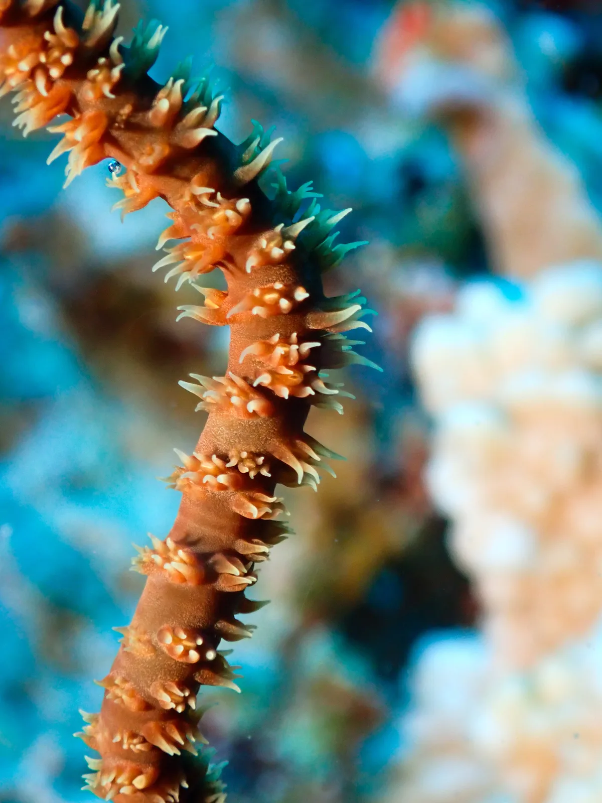 Spiral Wire Coral